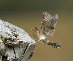 Eurasian Wryneck, Jynx torquilla