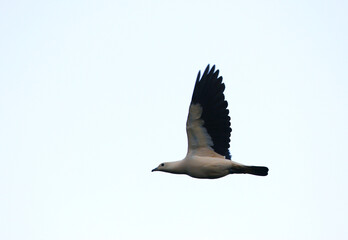 Pied Imperial Pigeon, Ducula bicolor
