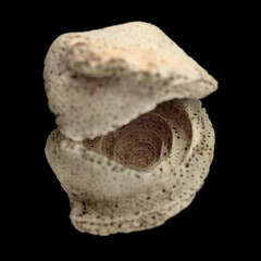 Fossil sea snail shell piece, possibly genus Conus, inner spiral visible, isolated on black
, 