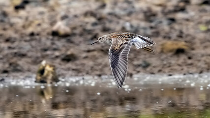 Pectoral Sandpiper, Calidris melanotos