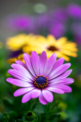 デイジーの花　春のイメージ