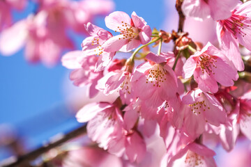 桜の花　春のイメージ
