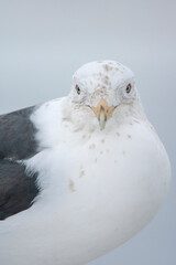 Slaty-backed Gull, Larus schistisagus