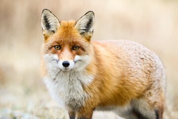 Naklejka na ściany i meble Beautiful red fox, vulpes vulpes, looking to the camera on meadow in winter. Calm orange predator standing on snow in close-up. Wild mammal watching on white field.