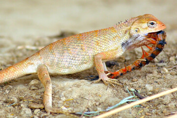 This chameleon is eating Centipede alive