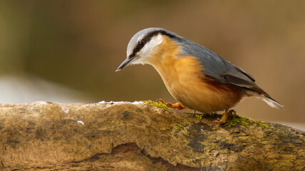 Eurasian nuthatch, sitta europaea, sitting on branch in winter nature. Little colorful bird walking on wood in wintertime. Small feathered animal with orange belly observing on tree.