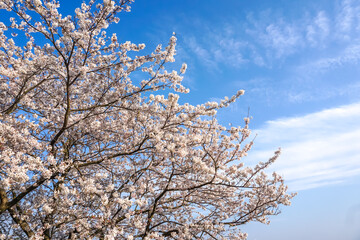 桜の花　春のイメージ