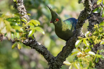 Schalow's Turaco, Tauraco schalowi
