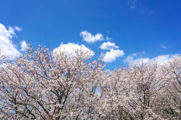 Fototapeta premium 桜の花 春のイメージ