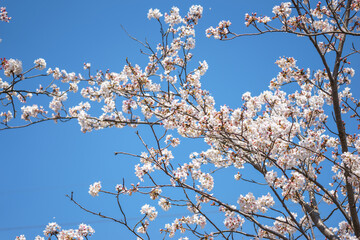 桜の花　春のイメージ
