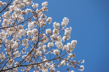 桜の花　春のイメージ