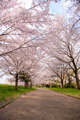 公園の桜並木