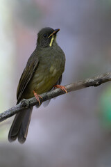 Yellow-whiskered Greenbul, Eurillas latirostris latirostris