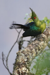 Schalow's Turaco, Tauraco schalowi