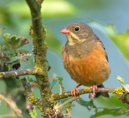 Ortolan Bunting, Emberiza hortulana