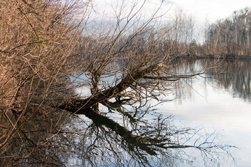 Kahler Baum am Fluss