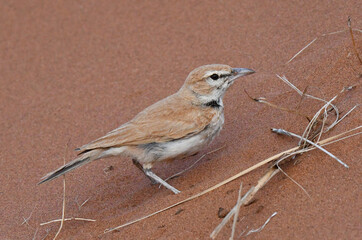 Dune Lark, Calendulauda erythrochlamys