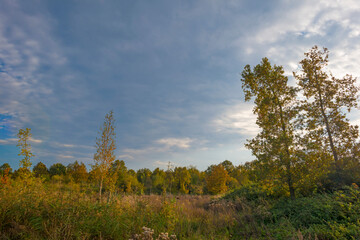 Trees in autumn colors in a field in a blue cloudy sunlight at fall, Almere, Flevoland, The Netherlands, October 31, 2020