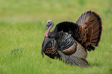 Wild Turkey, Meleagris gallopavo