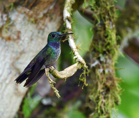 Blue-chested Hummingbird, Polyerata amabilis
