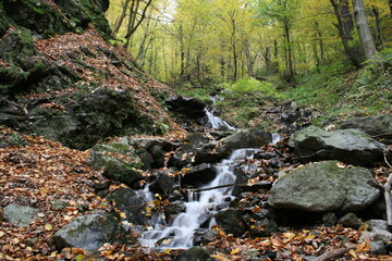 waterfall in the forest