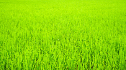 一面を緑色に美しく覆い尽くす田んぼの稲