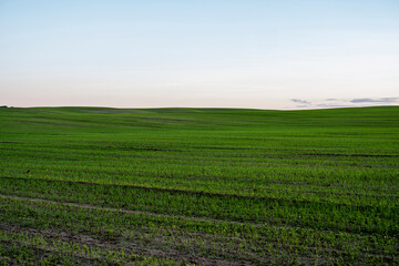 Landscape young wheat seedlings growing in a field. Green wheat growing in soil. Close up on sprouting rye agriculture on a field in sunset. Sprouts of rye. Wheat grows in chernozem planted in autumn.