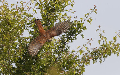 Common Cuckoo, Cuculus canorus