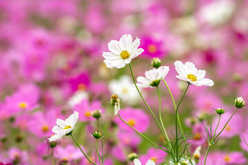 コスモス畑　秋のイメージ