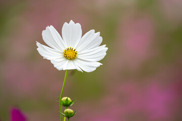 コスモス畑　秋のイメージ