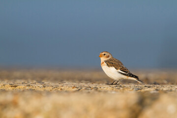 Sneeuwgors, Snow Bunting, Plectrophenax nivalis nivalis
