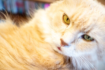 とても可愛い猫の写真