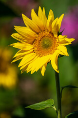 Fototapeta premium ひまわりの花