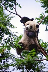 Happy panda resting on a tree brunch in the Beijing zoo