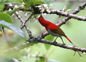 Temminck's Sunbird, Aethopyga temminckii