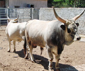 An unusually beautiful breed of Ukrainian cows, which today you can hardly find in Ukrainian...