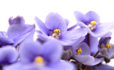 Blue african violet isolated on white background