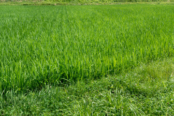 日本で撮影した稲田の写真。農業のイメージ。