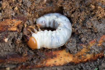 cockchafer larva in earth