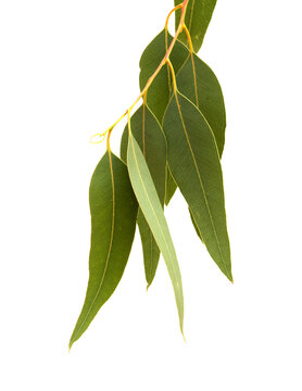 Flora of Gran Canaria - introduced species Eucalyptus camaldulensis branch isolated on white background
