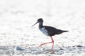 Black Stilt, Himantopus novaezelandiae