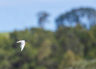 Fairy Tern, Sternula nereis davisae