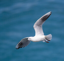 Black-billed Gull (Chroicocephalus bulleri)