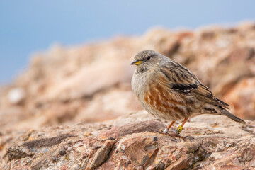 An alpine accentor (Prunella collaris) with scientific bands