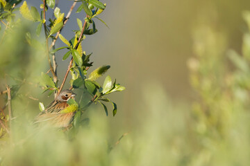 Chestnut-eared Bunting, Emberiza fucata