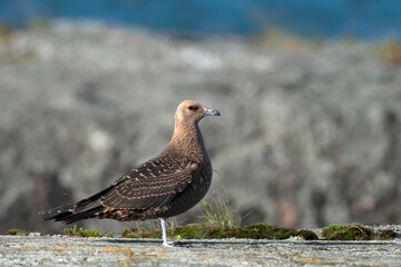 Parasitic Jaeger, Stercorarius parasiticus