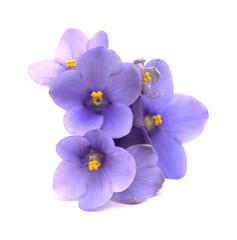 Blue african violet isolated on white background1