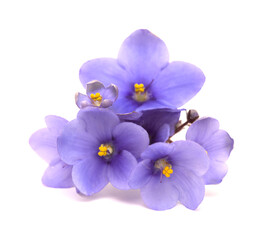 Fototapeta na wymiar Blue african violet isolated on white background1