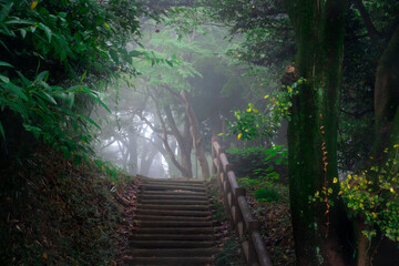 霧に包まれた森の写真。迷いのイメージ。