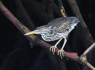 Lava Heron, Butorides sundevalli